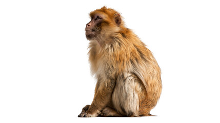 Barbary macaque monkey sitting in profile with thick golden brown fur © Maria
