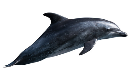 Dark grey bottlenose dolphin swimming with sleek skin and dorsal fin © Maria