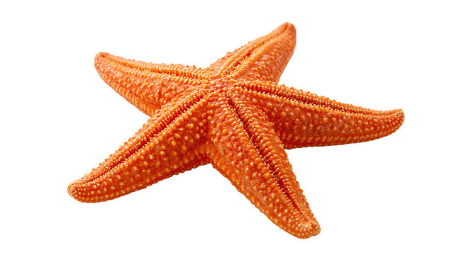 Vibrant orange starfish with textured bumpy skin and five pointed arms