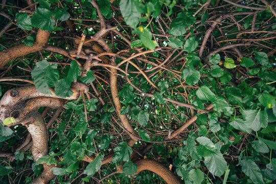 Mulberry tree branches and green leaves forming a dense, intricate pattern overhead, symbolizing complexity, growth, and natural beauty