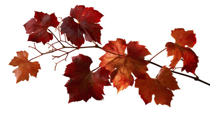 Deep red autumn grape vine branch with vibrant fall foliage © Maria