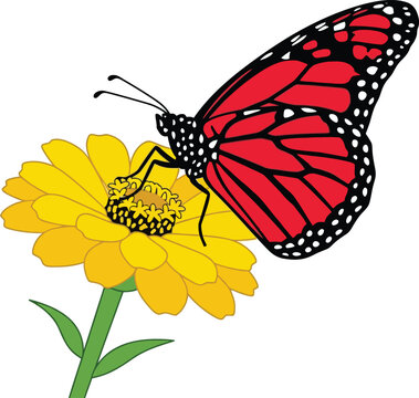 Detailed digital illustration of a vibrant red monarch butterfly drinking nectar from a yellow zinnia flower