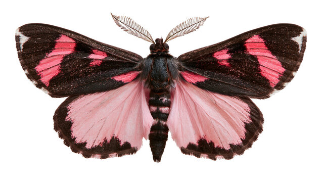 Pink and black patterned moth with feathery antennae
