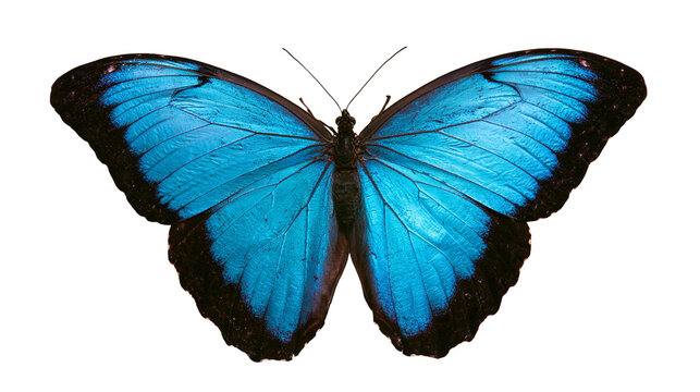 Vibrant blue Morpho butterfly with black wing edges and detailed wing patterns