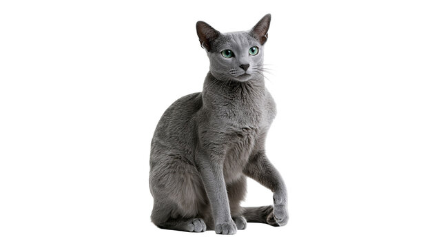 Russian Blue cat with short grey fur and bright green eyes sitting upright