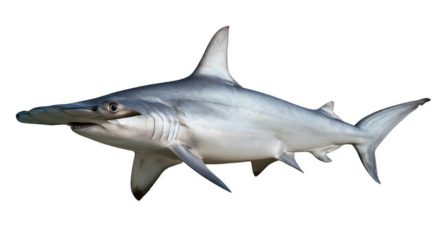 Great hammerhead shark swimming with grey skin and distinctive cephalofoil head