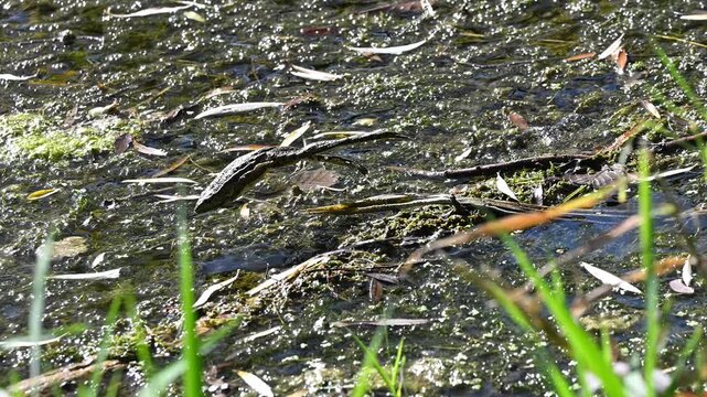 Slow motion of a frog leaping and diving into water in an algae covered pond
