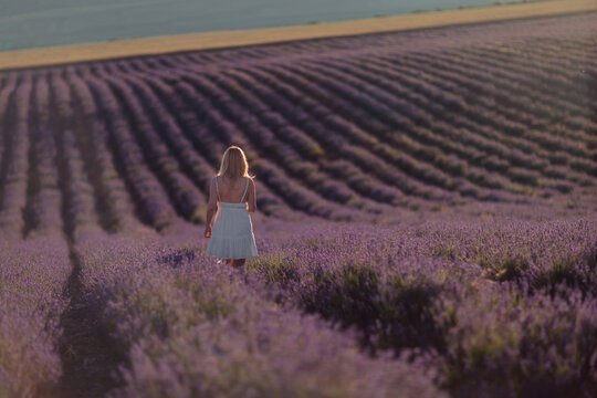Woman lavender field walking through large blooming rows at romantic sunset