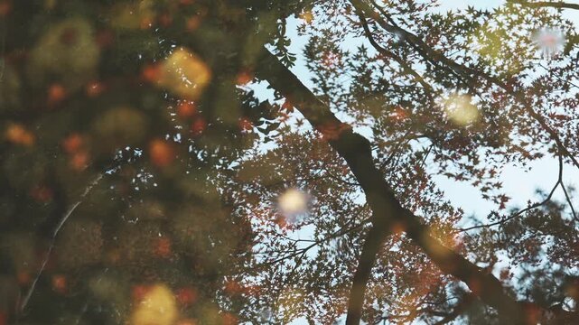Sunlight Filtering Through Autumn Maple Trees with Dreamy Bokeh Effects in Japan[cite: 10] (일본의 가을, 단풍나무 사이로 비치는 햇살과 몽환적인 보케 효과 풍경