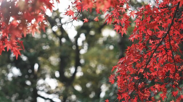 Vibrant Red Japanese Maple Leaves with Bokeh Background in Japan (일본의 가을, 아름다운 보케 배경과 어우러진 선명한 붉은색 단풍잎 풍경)
