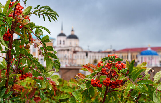 Red rowan berries with water droplets on a rainy autumn day with a blurred view of Tomsk city center in the background.