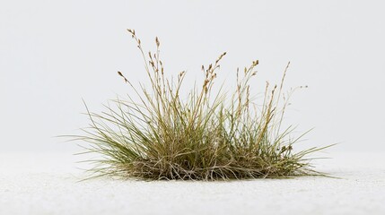 Obraz premium Small clump of wild grass with thin blades and seed heads on white surface