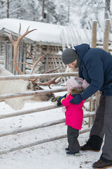 A father and daughter feed a reindeer with moss at a Finnish farm, enjoying winter tourism in Nordic countries and family bonding with nature. © Ann