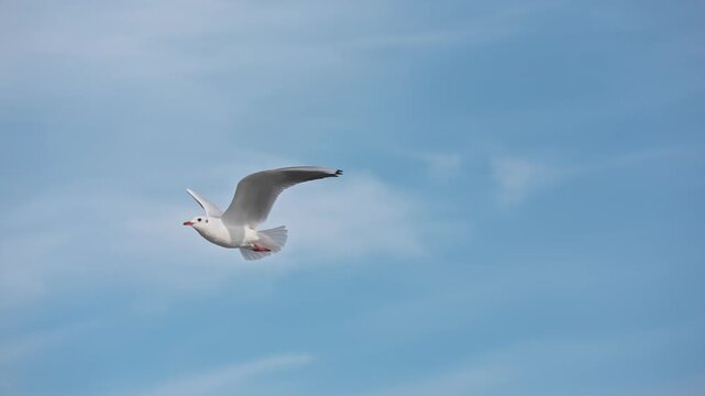 Graceful white seagull glides across bright blue sky with light clouds during smooth slow motion flight. Detailed wildlife bird video footage provides airy natural background asset for design element.