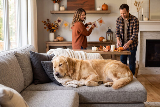 Golden retriever addormentato su un divano grigio con plaid, mentre una coppia sorridente sullo sfondo appende una ghirlanda di foglie e sistema zucche in un soggiorno accogliente in autunno.