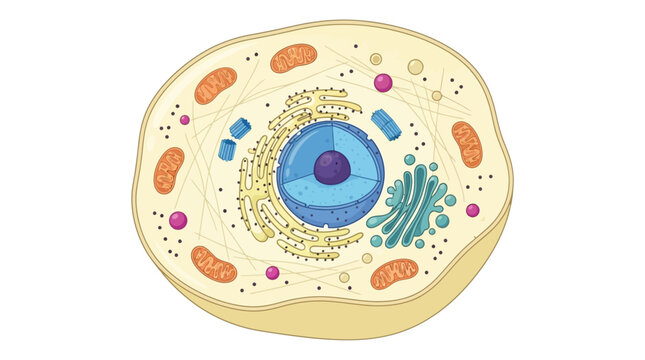 Animal cell diagram illustration showing internal organelles nucleus and mitochondria structure