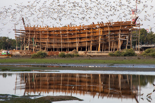 Dhow under construction as seagulls swirl above, Mandvi, India