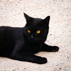 black cat on a white background © paolo
