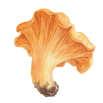 Watercolor Orange Chanterelle Mushroom, Autumn Card