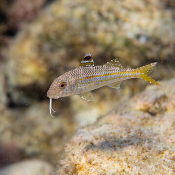 striped erd mullet