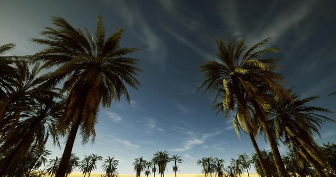 tall palms beneath sweeping cirrus clouds at dusk, cinematic silhouettes and cool tones, versatile visual for nighttime travel and ambient branding