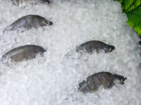 Fresh whole fish displayed on crushed ice at seafood market, creating cool natural texture with fern leaves adding green contrast