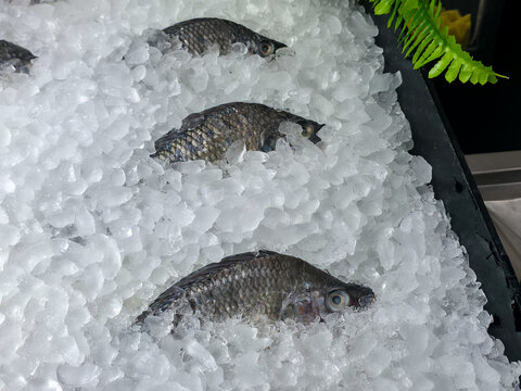 Fresh whole fish displayed on crushed ice at seafood market, with silver scales, dark fins, and green fern decoration creating cool presentation