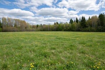 Obraz premium The Meadow Field Under a Bright Sky with Wildflowers and Distant Trees
