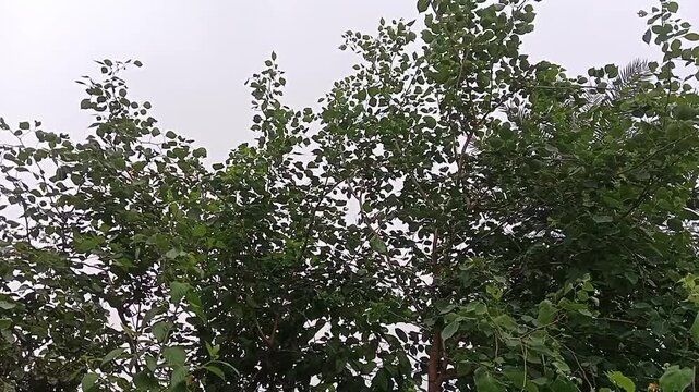close up of young green shisham trees foliage growing in beautiful natural rural forest landscape video India
