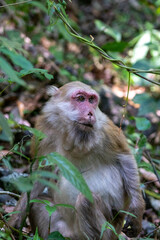 Adult monkey with pink facial skin sitting among green forest foliage looking toward the camera © wannasak