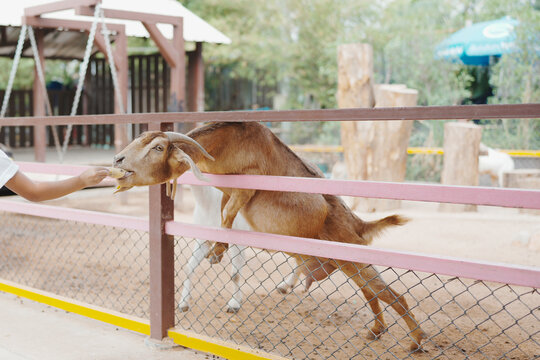 Petting zoo and animal feeding concept, brown goat leaning over farm paddock fence eating food from child hand outdoors, representing agro tourism, countryside farm, and gentle livestock.