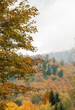 Scenic view of a mountain slope covered with vibrant autumn forest trees in golden, orange, and red shades under a cloudy sky. Soft fog and mist drift over distant hills during late autumn season.