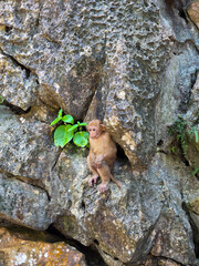 Macaque monkey clinging to rugged rock beside green leaf in tropical forest © CoreRock
