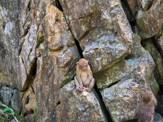 Monkey macaque primate animal wildlife rock cliff stone nature forest monkey observes macaque resting rugged rock cliff beside mossy stone surface natural forest habitat, creating quiet wildlife © CoreRock