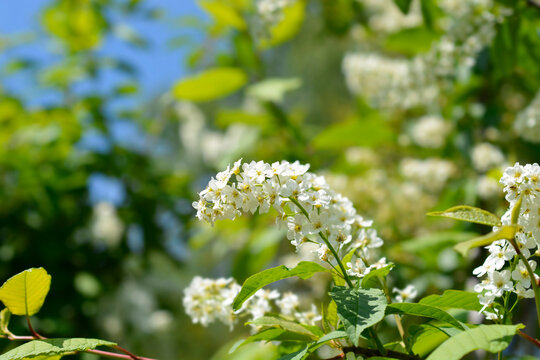 Bird cherry branch with white flowers - Latin name - Prunus padus