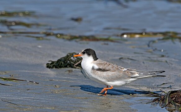 Juvenile Common Tern (Sterna hirundo), Greece