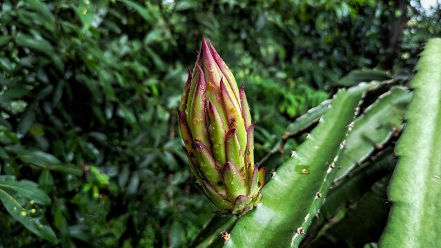 Macro view of a growing dragon fruit bud on a green cactus plant.