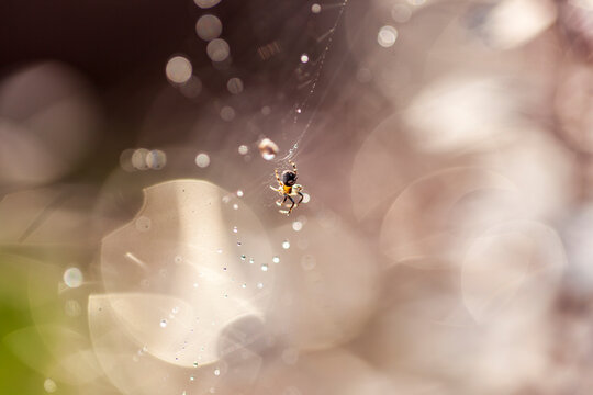 The spider webs after the rain