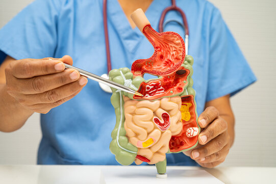 Digestive system with stomach and intestine, Asian doctor holding human anatomy model for study diagnosis and treatment in hospital.