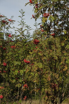 rowan tree