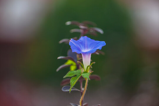 Purple morning glories