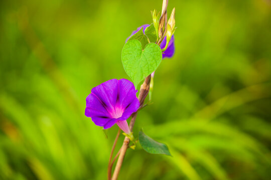 Purple morning glories