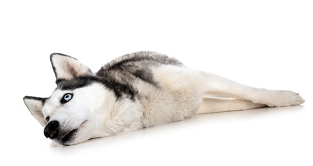 siberian husky in studio © cynoclub