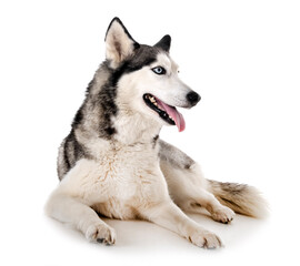 siberian husky in studio © cynoclub