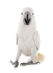 White cockatoo in studio © cynoclub