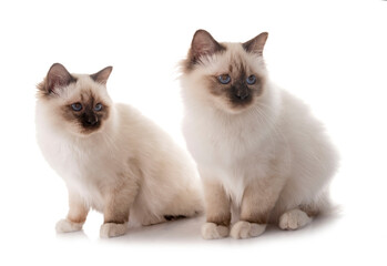 birman kitten in studio © cynoclub