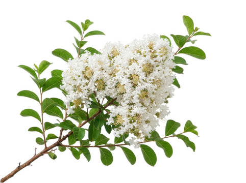 Beautiful white crepe myrtle flower branch with green leaves isolated