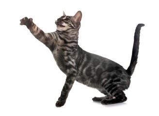 bengal kitten in studio © cynoclub