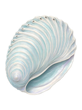 Blue Abalone Shell
