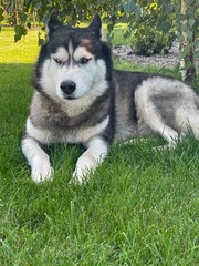 Close-up portrait of a serious Siberian Husky dog lying on green grass © Artstock